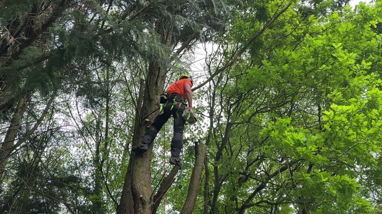 Best Tree Trimming and Pruning  in Arcadia, SC